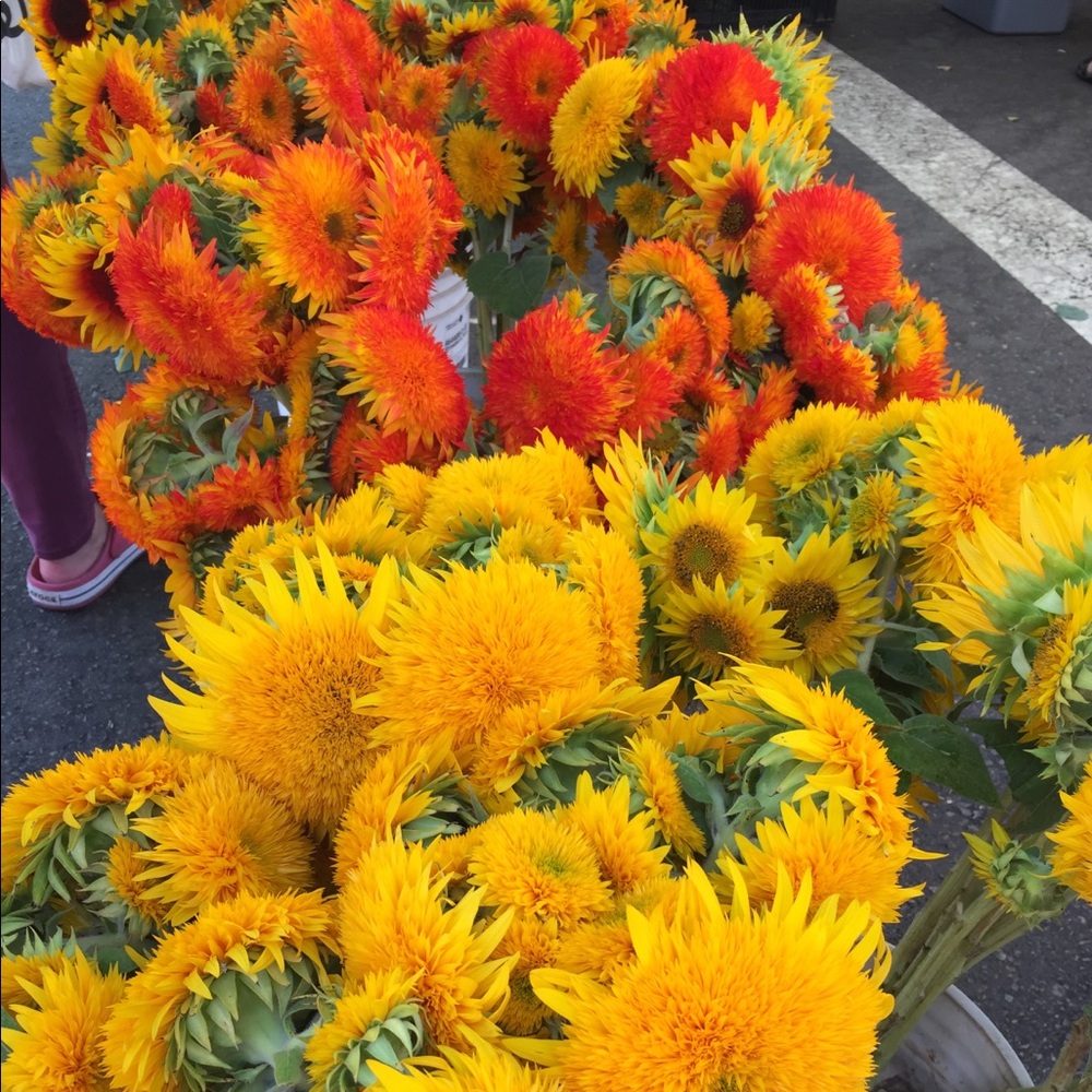 Meet your Posher, Selina